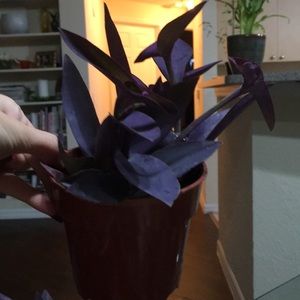 Other - Purple goddess plant Other - Purple goddess plant